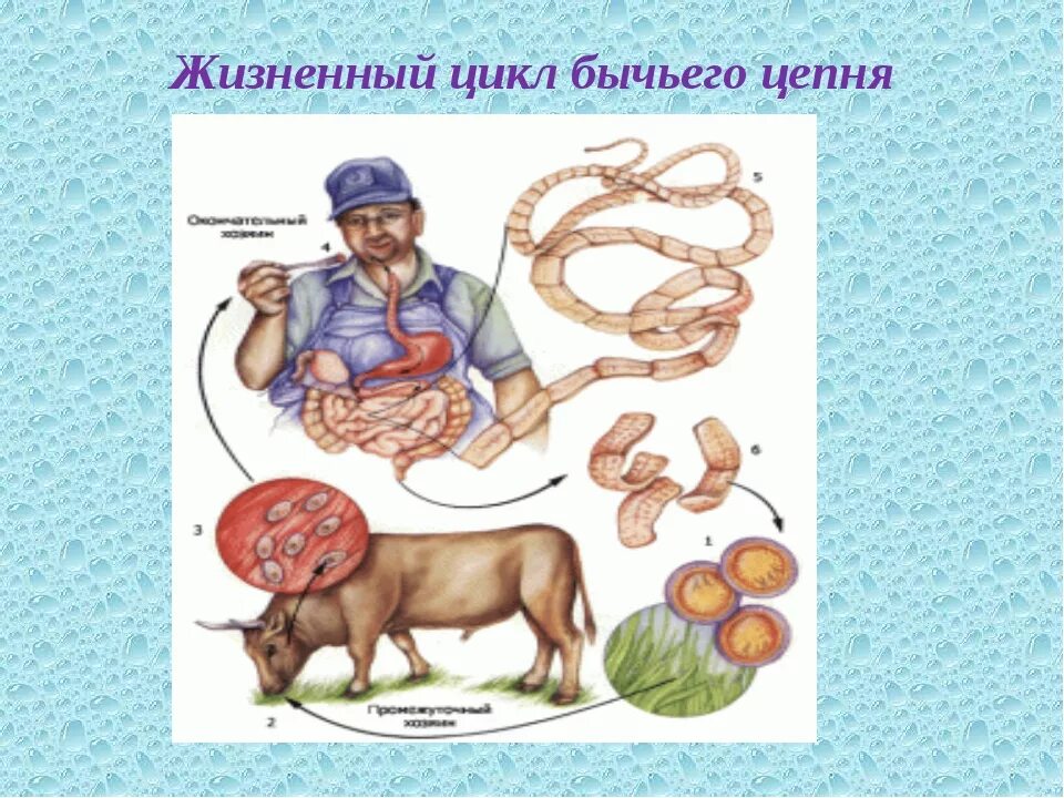 Какое развитие у бычьего цепня. Жизненный цикл бычьего цепня схема. Цикл развития бычьего цепня схема. Жизненный цикл бычьего цепня биология 7 класс. Схема жизненного цикла бычьего цепня схема.