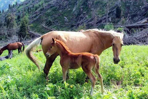 Конь всей страной