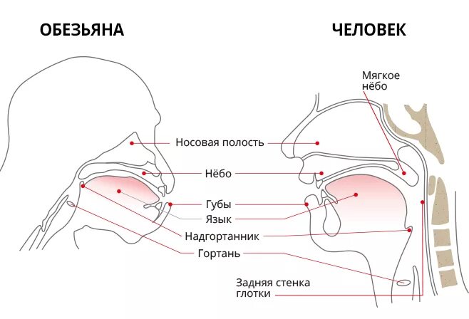 Горловой собаке. Речевой аппарат человека и обезьяны. Строение речевого аппарата человека. Строение голосового аппарата человека и обезьяны. Схема органов речи.