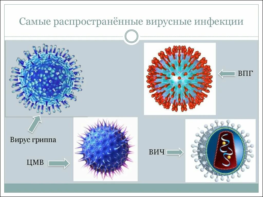 Названия вирусов человека. Вирусные инфекции. Самые распространенные вирусы. Распространенные вирусные заболевания. Самые распространенные вирусные инфекции.