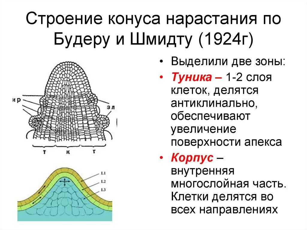 Зона нарастания. Строение ткани конус нарастания стебля. Строение конуса нарастания стебля. Образовательная ткань конус нарастания. Конус нарастания побега меристему.