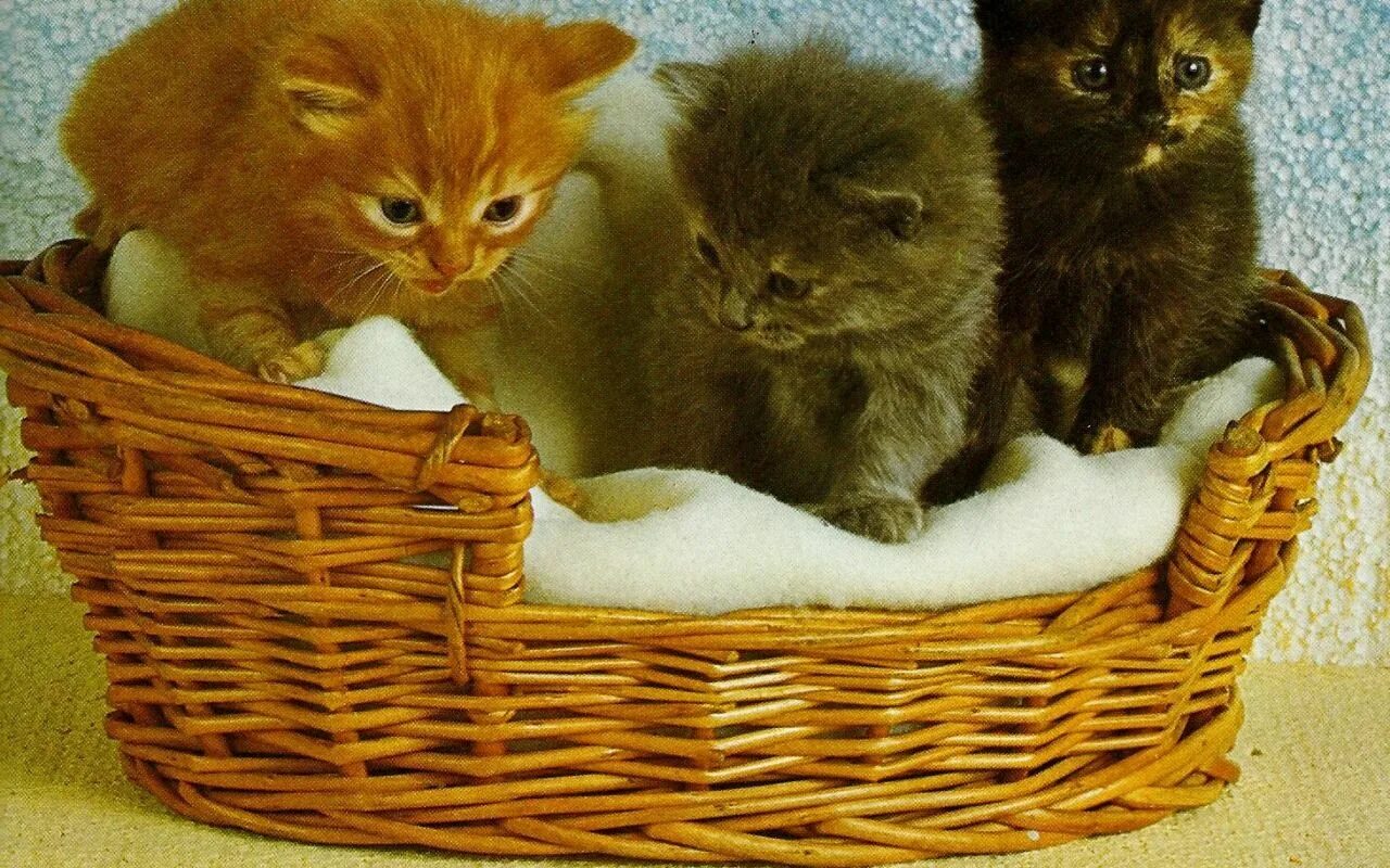 Корзинка для кошки. Котики в корзинке. Котята в корзине. Черный котенок в корзинке. 1 кошка и 5 котят