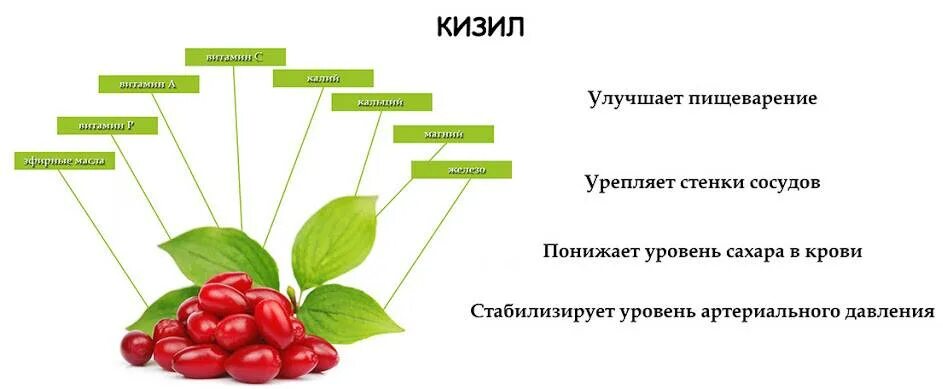 Для чего полезен кизил. Чем полезен кизил для организма женщины. Чем полезен кизил для организма женщины. Кизил плоды. Кизил ягода полезные.