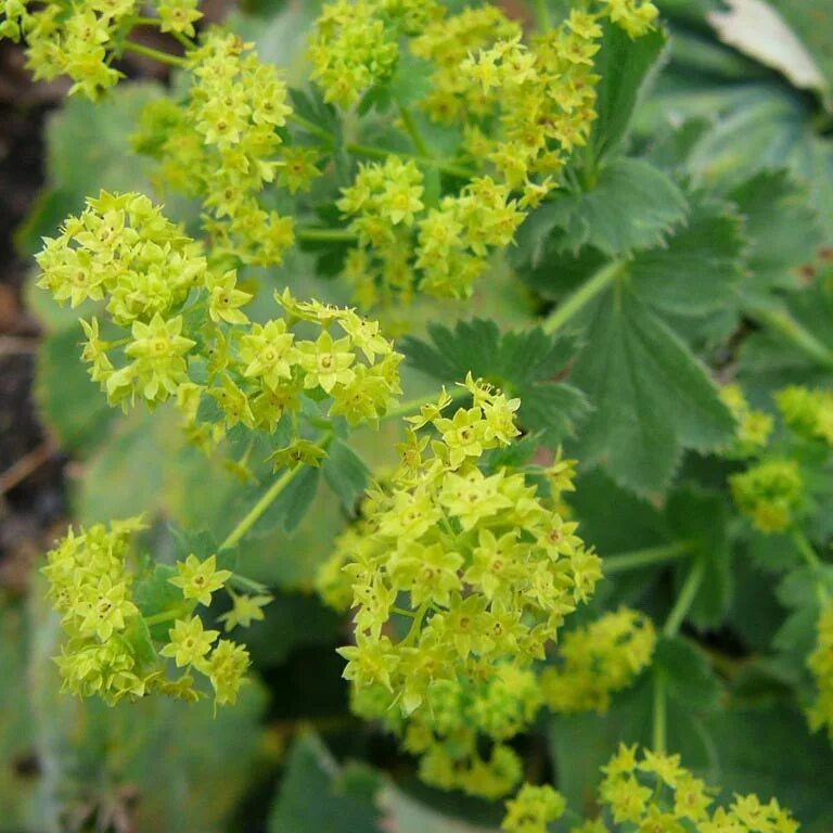Манжетка это. Манжетка alchemilla mollis &#039;select&#039;. манжетка обыкновенная (alchemilla vulgaris). манжетка красночерешковая (alchemilla erythropoda). манжетка мягкая alchemilla mollis `robustica`.