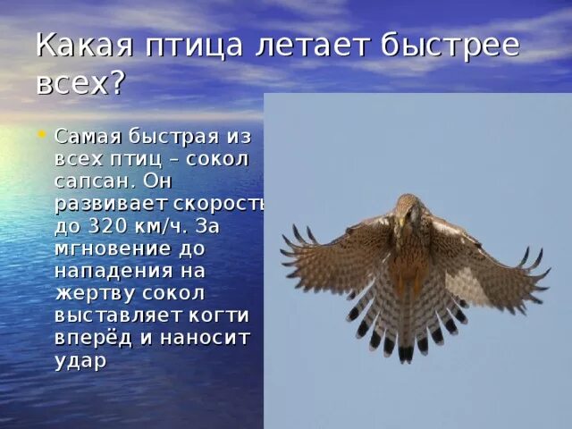 Какое животное летает но не птица. Какое животное летает но не птица