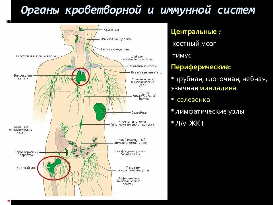 Лимфоузлы стресс. Центральные и периферические органы лимфатической системы. Селезенка Центральный орган иммунной системы. Лимфатическая система иммунная система. Селезенка периферический орган иммунной системы.