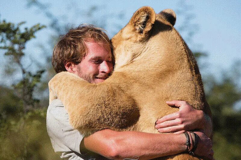 Огромный обнять. Дружба между животными и людьми. Кевин Ричардсон. Картинки Дружба между животными.