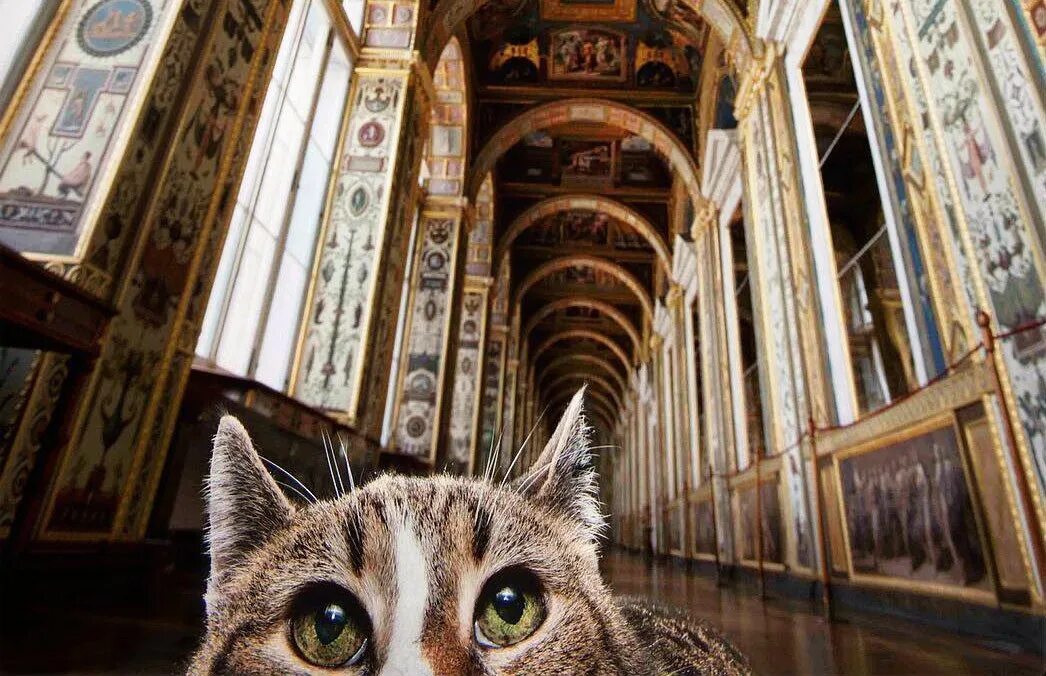 Pin on Buster & Coco Hermitage museum, Hermitage, Cats