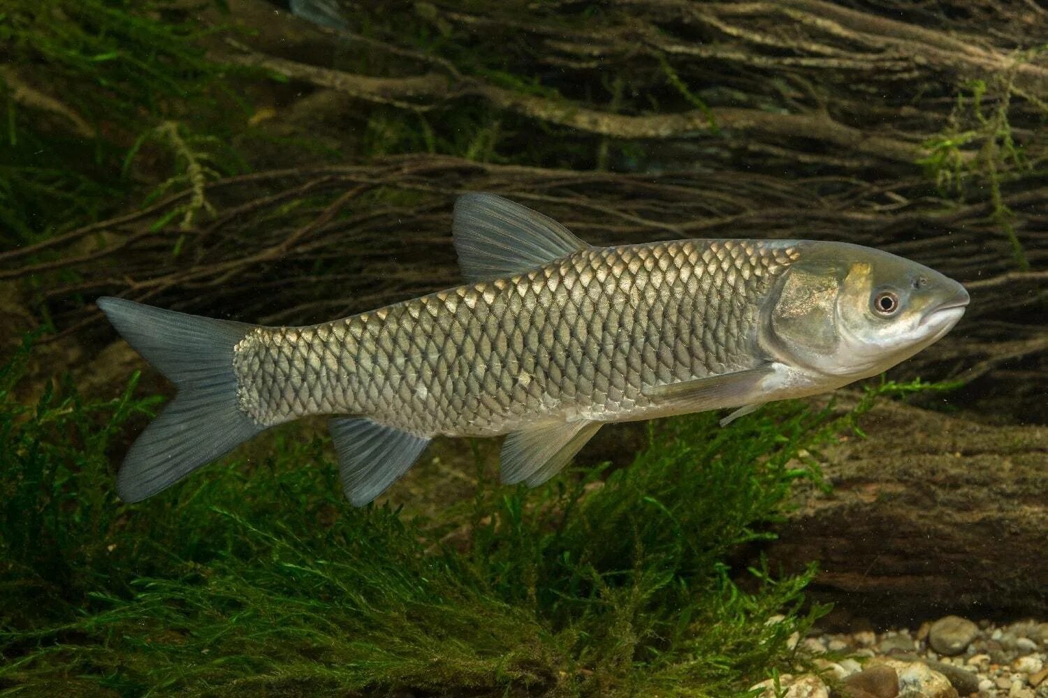 Белый амур рыба. Амур это рыба. Белый амур 30кг. Mylopharyngodon piceus. Белый амур.