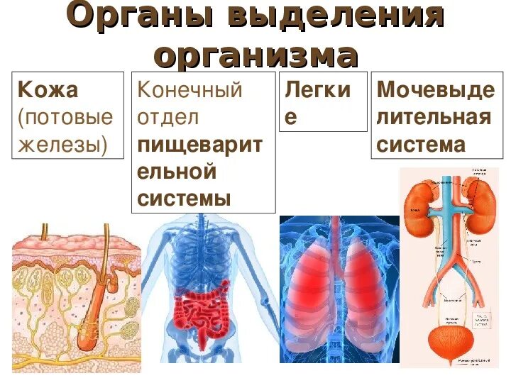 Органы выделительной системы человека 8 класс биология. Биология 8 класс выделительная система и кожа. Система органов выделения человека рисунок. Строение выделительной системы человека 8 класс биология.