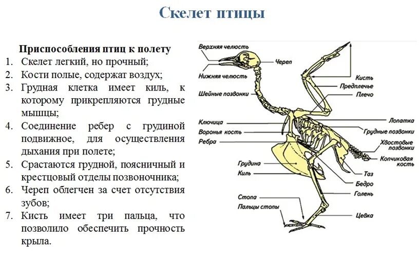 Какие изменения скелета крыла связаны с полетом. Внутреннее строение птицы скелет. строение скелета птицы с отделами. скелет птицы строение и функции. особенности строения скелета птиц.