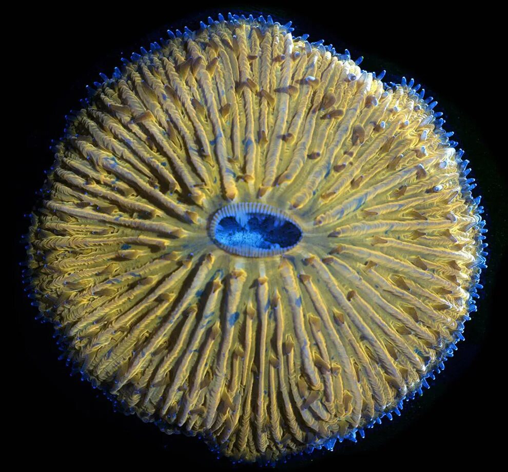 Фотография микро. Фунгия коралл. Макромир под микроскопом. Кораллы под микроскопом. Микромир под микраскоп.