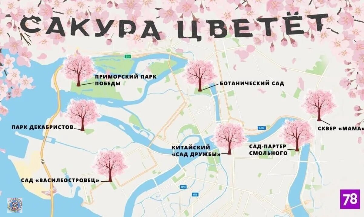 Карта цветения Сакуры. Цветение Сакуры в Санкт-Петербурге. Карта с сакурами Питер. Цветение Сакуры в СПБ.