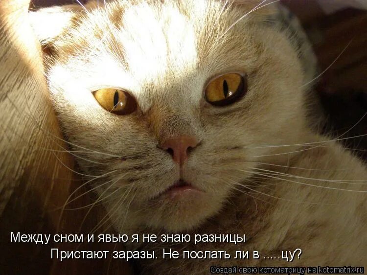 Уснул в тарелке. Не видели хозяев. Кот ржет. Хозяин увидь меня. Не видели хозяев.