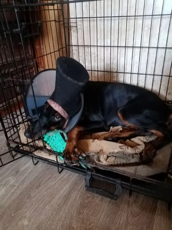 приют преданность. приют верность спб. приют для животных в бийске. верность приют для собак смоленск. приют верность смоленск немецкая овчарка берта.