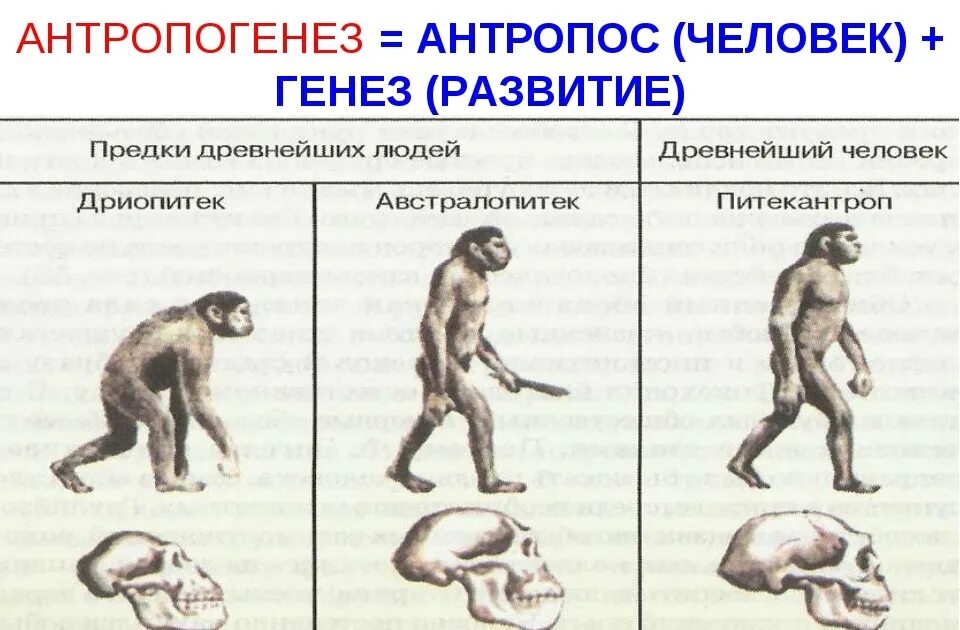 Дриопитеки общие предки. Эволюция антропогенеза. Антропогенез человека. Этапы антропогенеза человека. Эволюция человека Антропогенез.