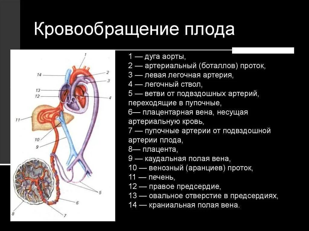 Сосудистая гемодинамика. Плацентарное кровообращение плода схема. Плацентарный круг кровообращения схема. Внутриутробное кровообращение плода схема. Схема строения круга кровообращения плода.