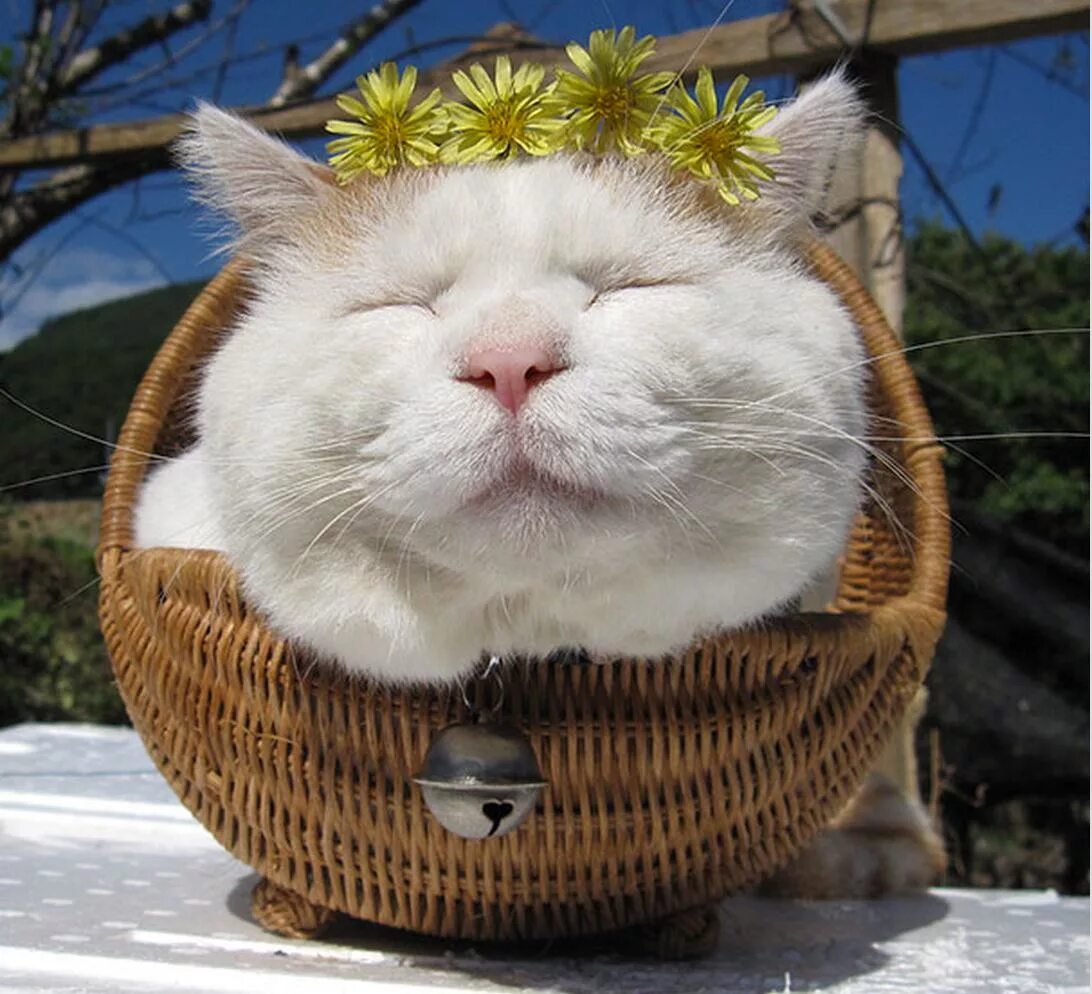 Cat is happy. Японский кот Широнеко. Shironeko - самый ленивый в мире кот. Довольный кот. Счастливый кот.