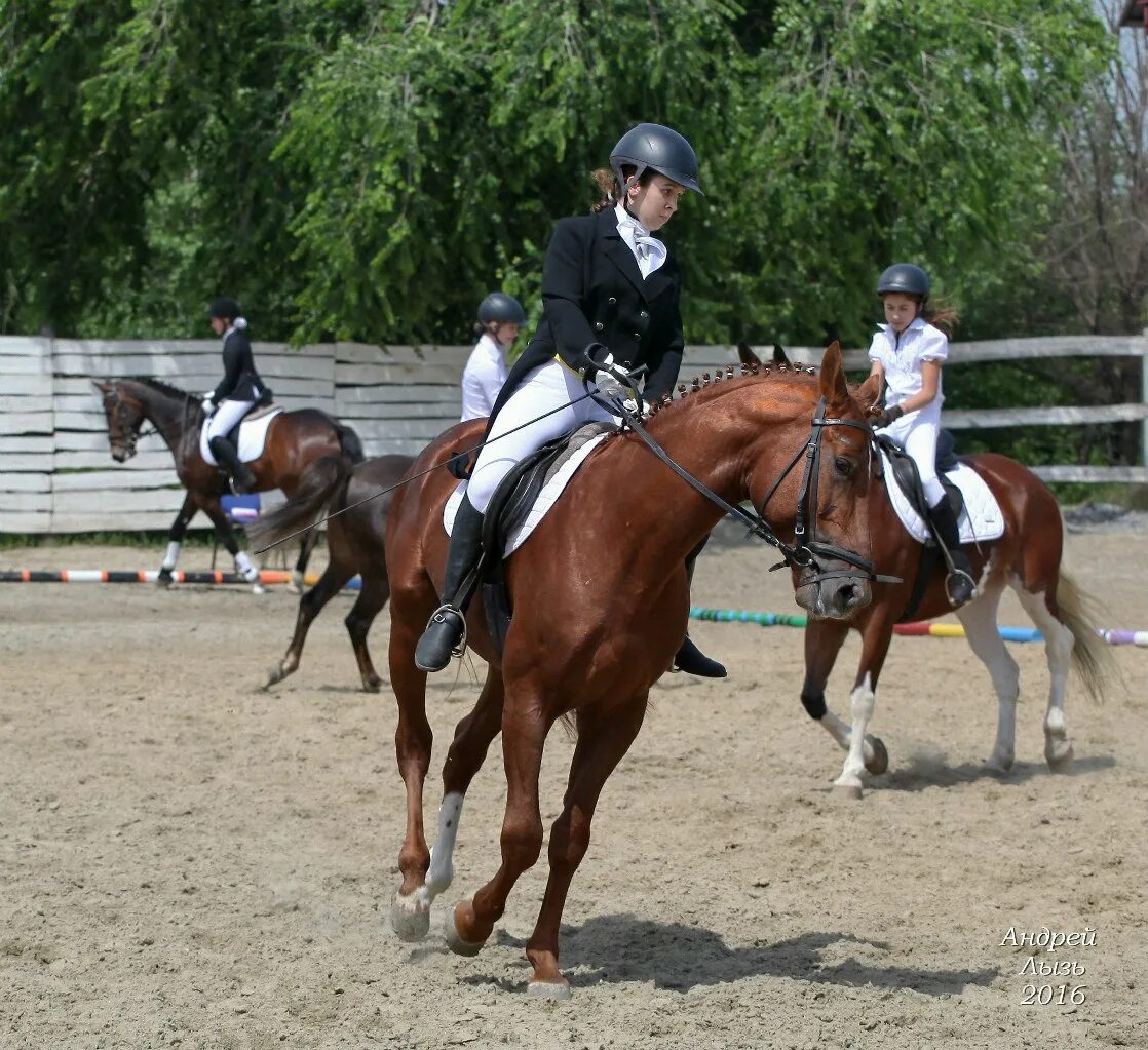 перепрыжка в конкуре. трейл конный спорт. секция конный спорт. лошади. буян конно-спортивный клуб челябинск.