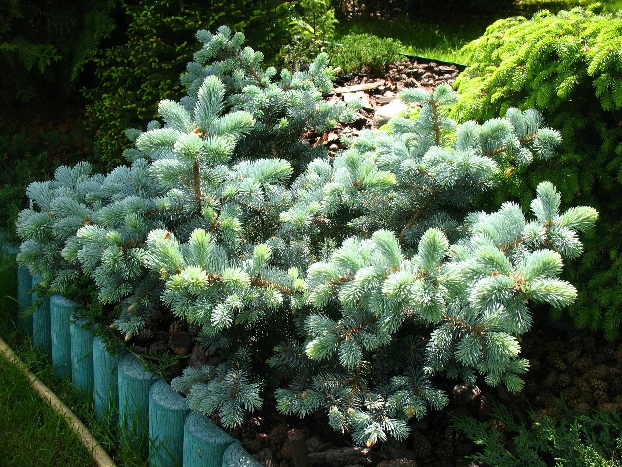 Ель колючая picea pungens. Ель колючая Глаука Глобоза. Ель колючая (Picea pungens glauca globosa). Ель колючая 'glauca globosa', Picea pungens 'glauca globosa'. Сосна Глаука Глобоза.