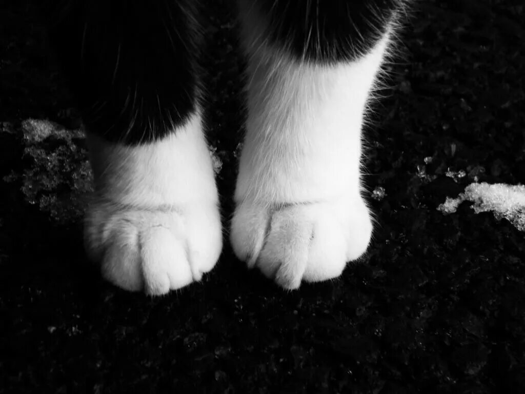 Лапки киски. Лапа кота. Черная лапка кота. Белые лапки. Белые кошачьи лапки.