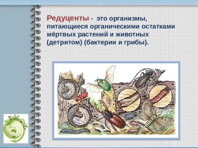 Личинка редуцент. Грибы и бактерии редуценты. Организмы редуценты. Бактерии редуценты примеры. Организмыпитающие мёртвыми органическими.