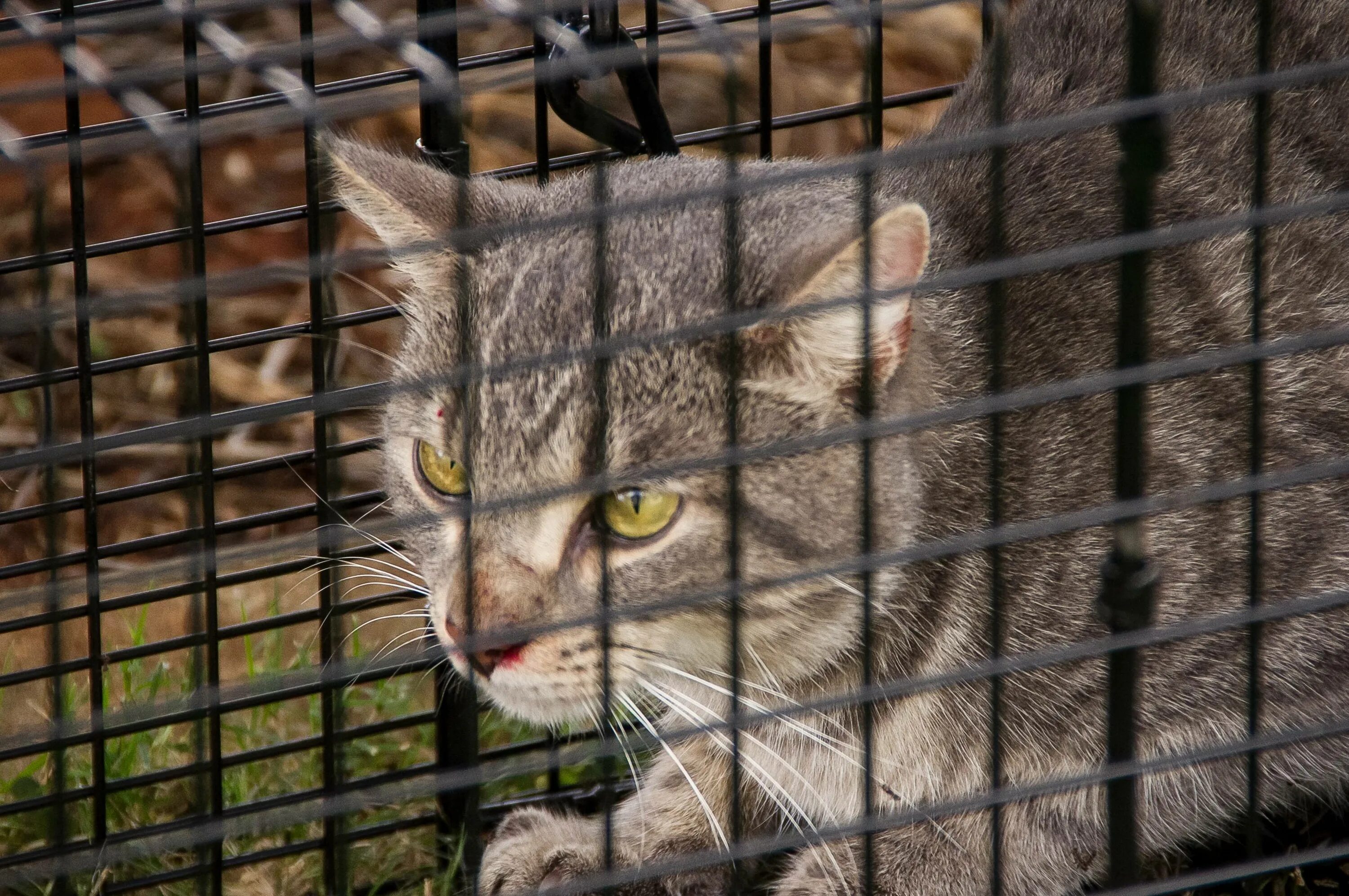 Догони кота. Ловушки для диких котов. ЛОВУШКА для дикого кота. Поимка кота.