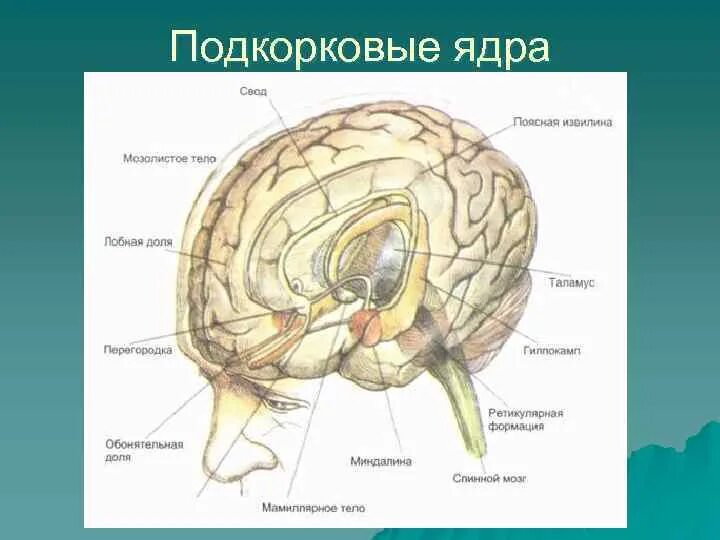 Подкорковые структуры головного мозга. Анатомия подкорковых структур головного мозга. Подкорковые отделы головного мозга.