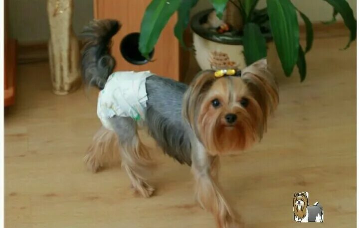 Йоркширский терьер вязка. Еркшерстный терьер мини. Йоркширский терьер вязка. На какой день сводить йорков. Йоркширский терьер со щенками.