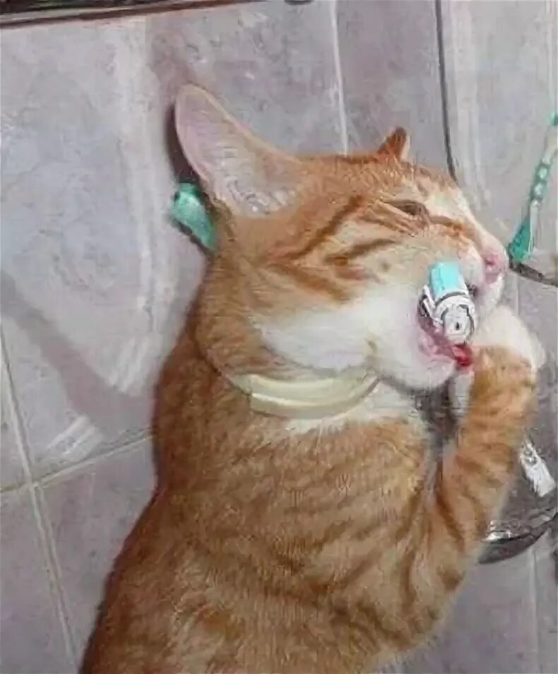 Почему коты воняют тухлятиной