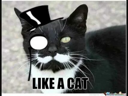 Cat is like