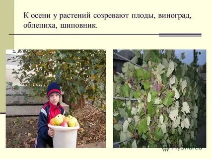 Созревание плодов