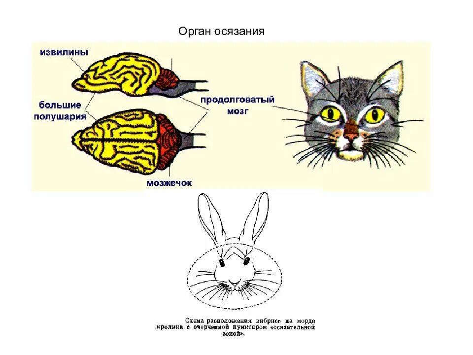 Какие органы чувств животных. Органы осязания млекопитающих. эволюция органов чувств млекопитающих. эволюция нервной системы и органов чувств. органы чувств позвоночных животных.