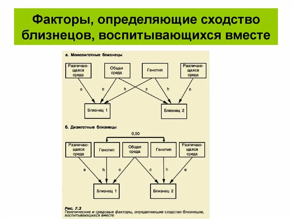 Фактор близнецов. Метод близнецов схемы. близнецовый метод схема. близнецовый метод в психогенетике. метод близнецов в психогенетике.