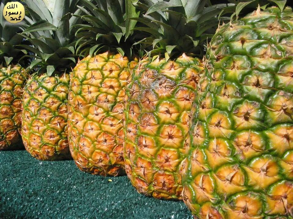Pineapple Leaf Isolated Background Stock Photo - Image of green, delicious: 1188
