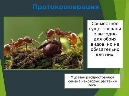 Совместное существование выгодно для обоих видов
