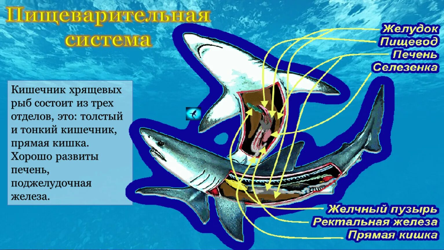 3 признака хрящевых рыб. Пищеварительная система хрящевых рыб. Кишечник хрящевых рыб. Пищеварительная система хрящевых рыб кратко. Пищеварительная система хрящевых и костных рыб.