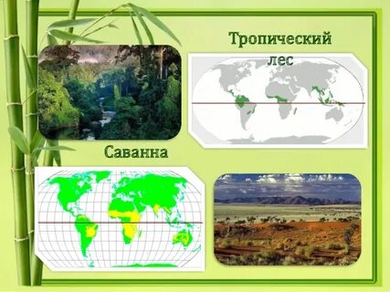 Тропические леса 1 класс окружающий мир