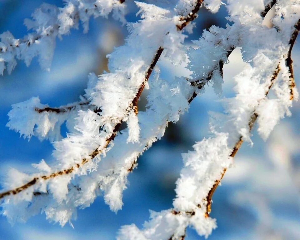 Потепление в январе. Иней на ветках деревьев. Ветки в снегу. Зимняя ветка. Снег на ветках деревьев.