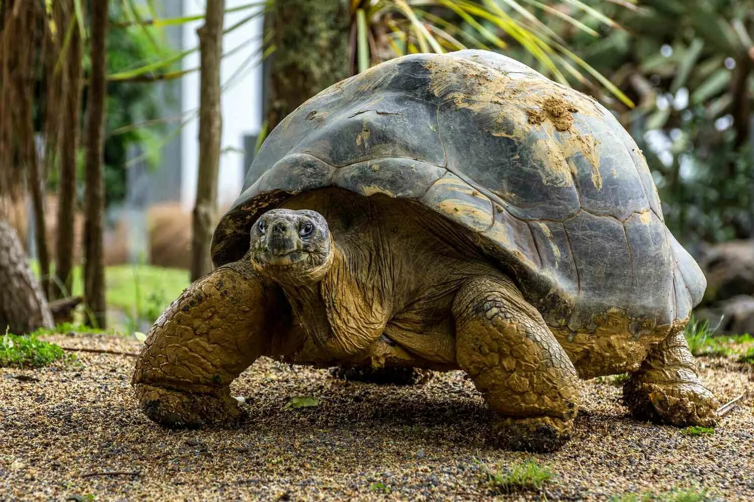 11 animal. Galapagos Tortoise. Tortoise walk. 10 Животных. Кот и черепаха.