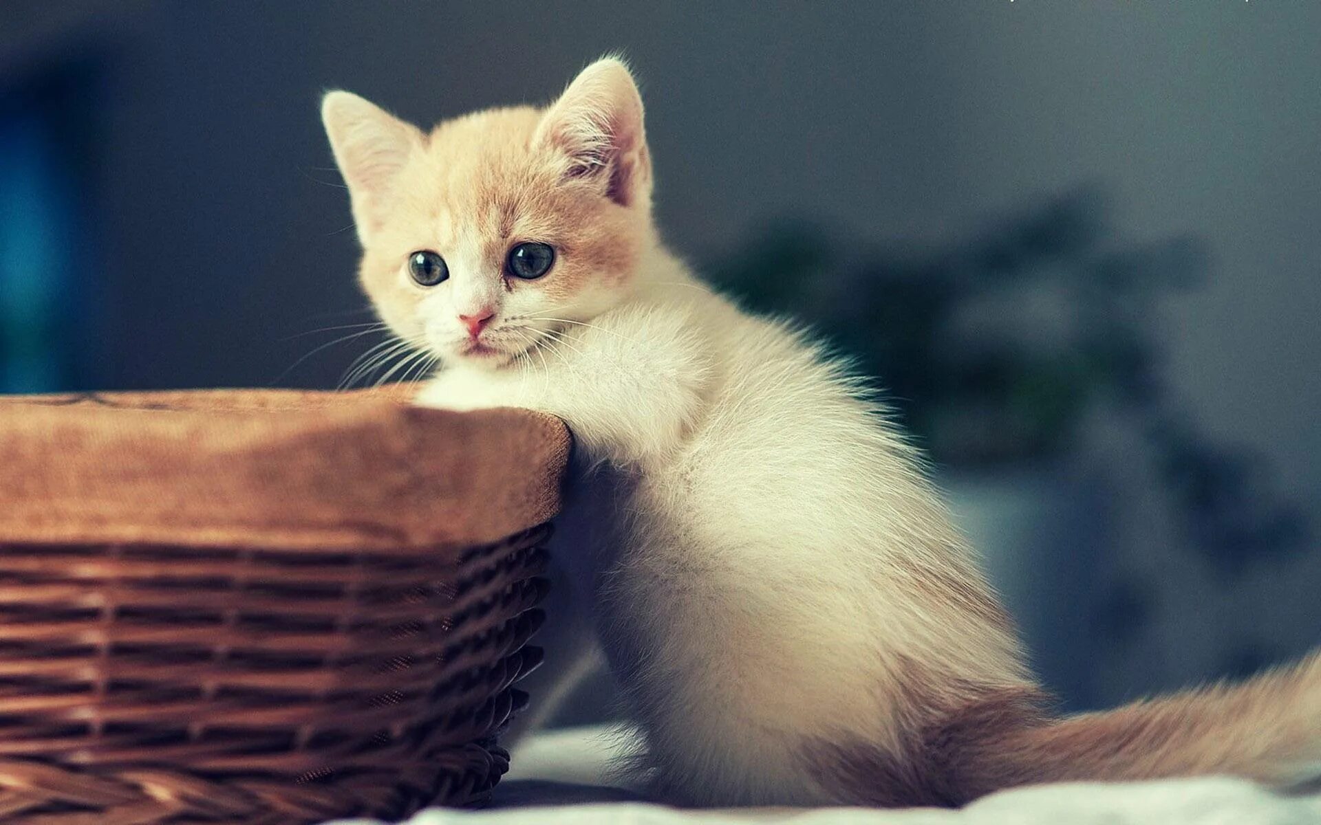 Какие котенки