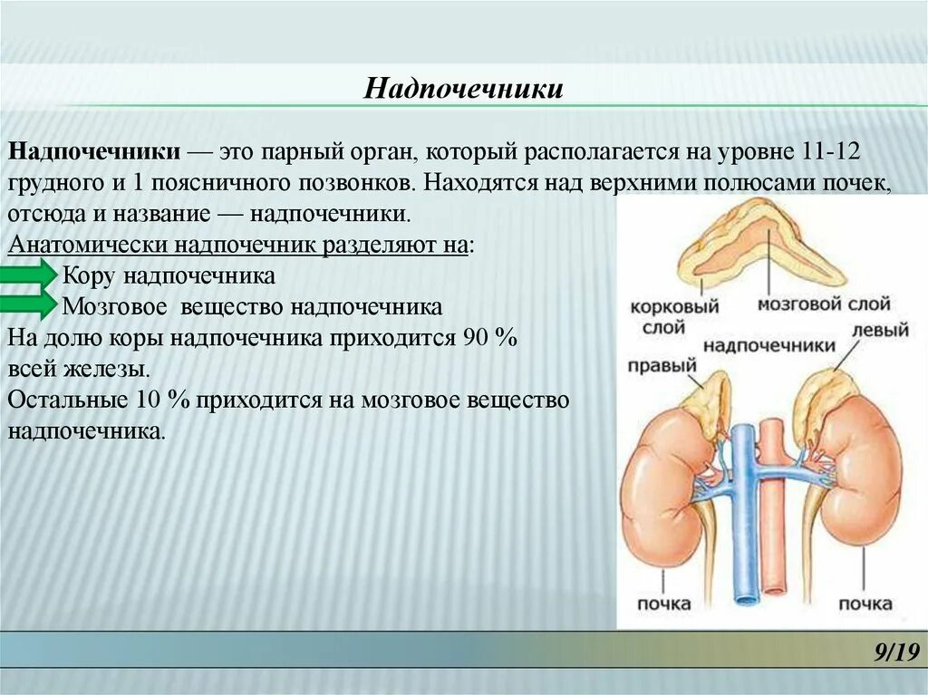 Что выделяют надпочечники. Надпочечники железа. Надпочечники строение и функции. Надпочечники железа строение. Надпочечники и щитовидная железа.