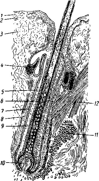 типы волос млекопитающих. волосы млекопитающих. строение волоса млекопитающих. строение кожи млекопит. кожа млекопитающих.