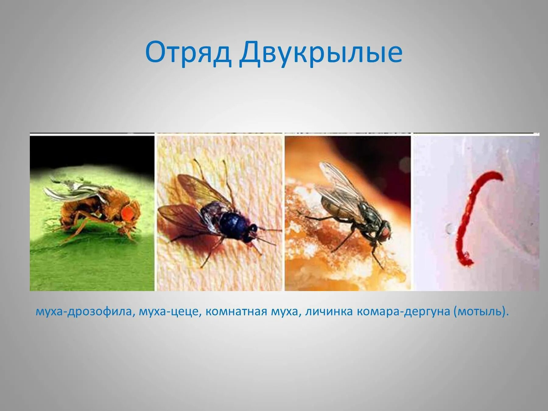 Представители двукрылых. Класс насекомые отряд двукрылые представители. отряд двукрылые среда обитания. представители двукрыл. представители мух.