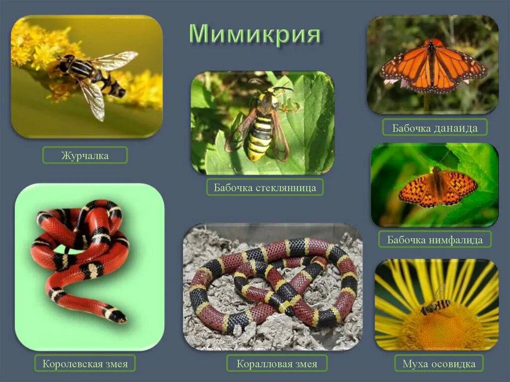 Мимикрия это в биологии. Мимикрия примеры. Животные с мимикрией. Примеры мимикрации у животных.