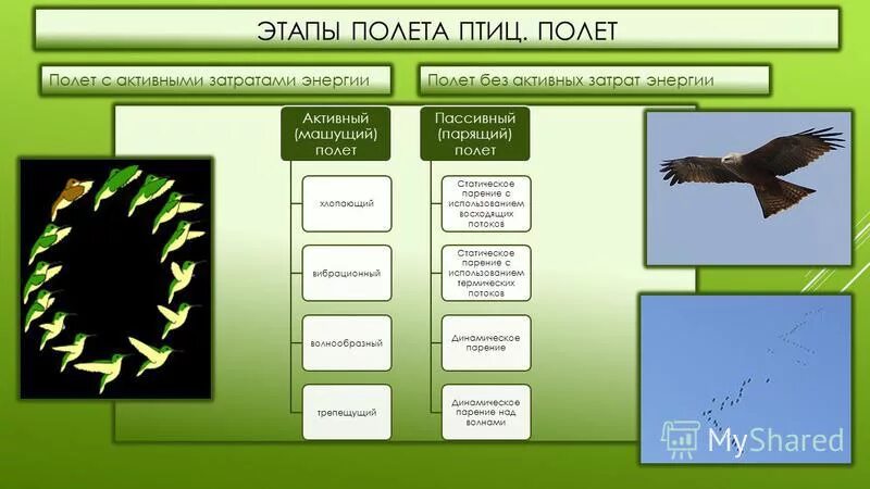 Методы полет птицы