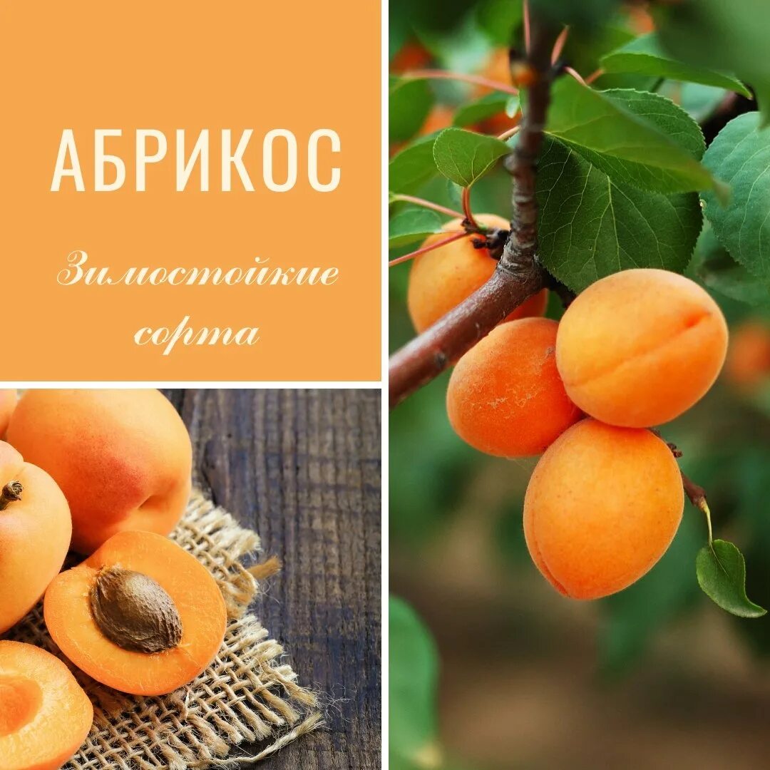 Книга и абрикос. Урюк стих. Книга и абрикос. Плодоводство. Абрикосовый сад владивосток.