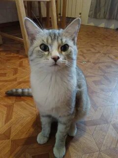 Годовалый кот