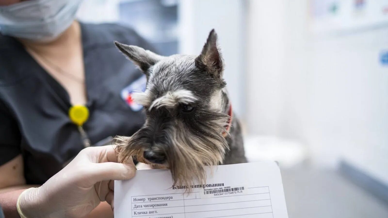 Инвентаризация животных зверей и птиц. Учет животных. Учет животных. Учет в свиноводстве. Зоотехнический племенной учет в скотоводстве.