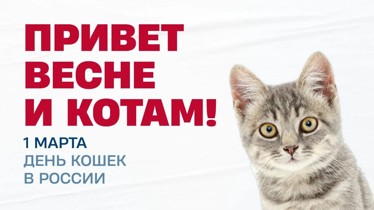 День кошек в россии 2024 год. День кошек в России.